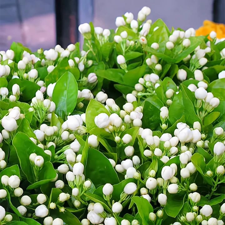 LAST DAY Promotion 49% OFF 🌸 Jasmine Seeds