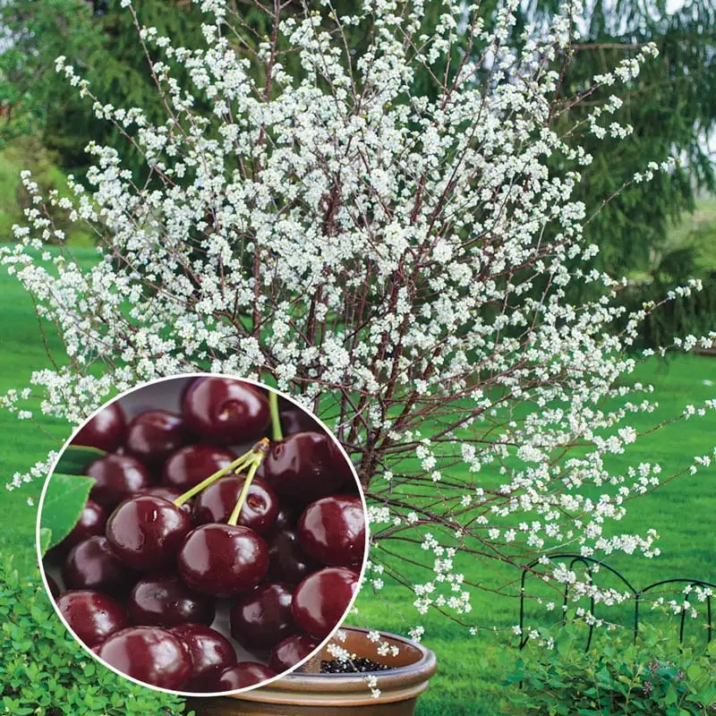 🏆75K+ SOLD! 🌳Cherry Tree Seeds – Delicious, Fresh Cherries Await!