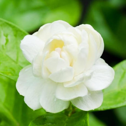 LAST DAY Promotion 49% OFF 🌸 Jasmine Seeds