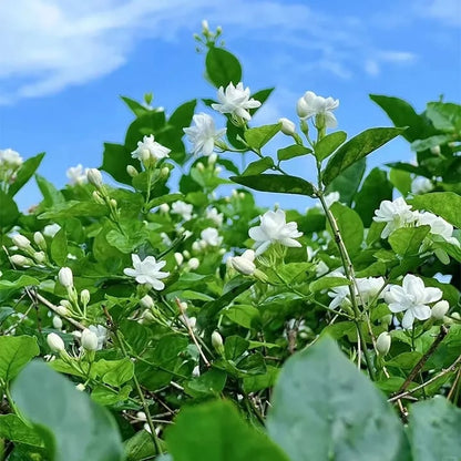 LAST DAY Promotion 49% OFF 🌸 Jasmine Seeds