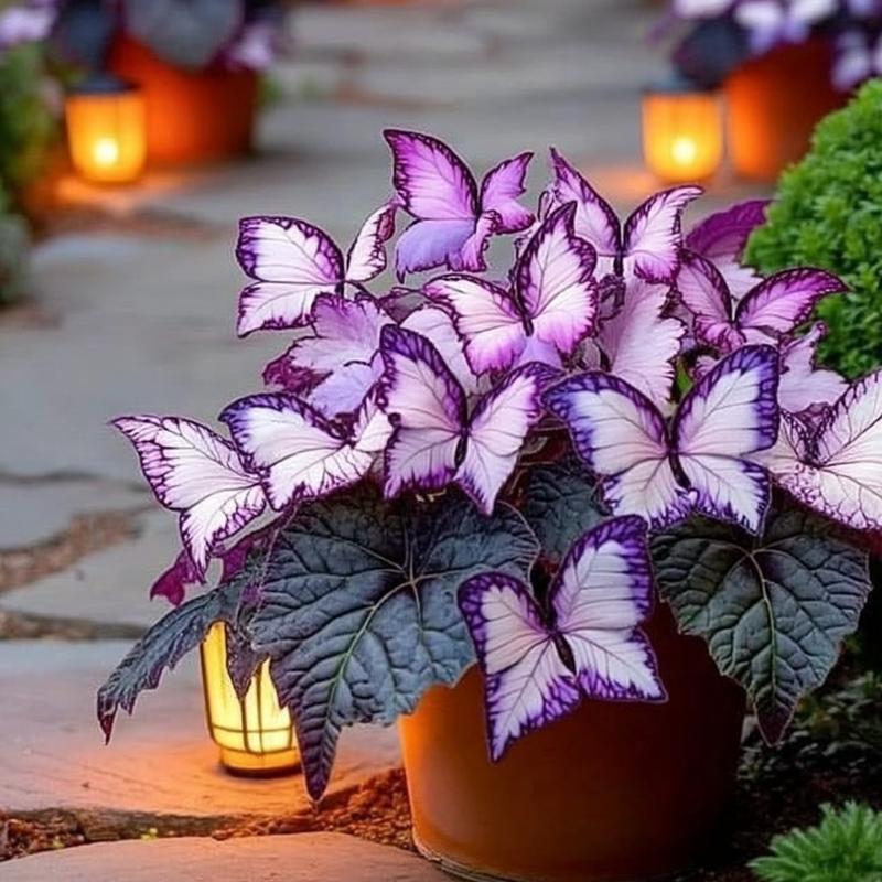 🦋 Butterfly Leaf Hosta Seeds: Add a Touch of Whimsy to Your Garden!