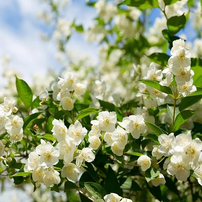 LAST DAY Promotion 49% OFF 🌸 Jasmine Seeds