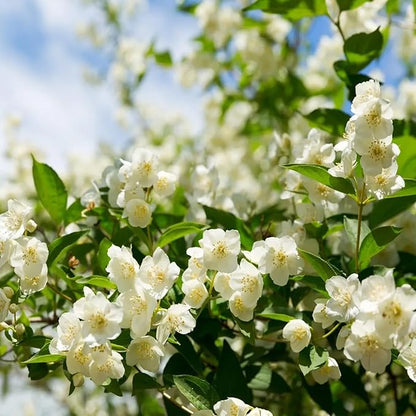 LAST DAY Promotion 49% OFF 🌸 Jasmine Seeds