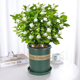 LAST DAY Promotion 49% OFF 🌸 Jasmine Seeds