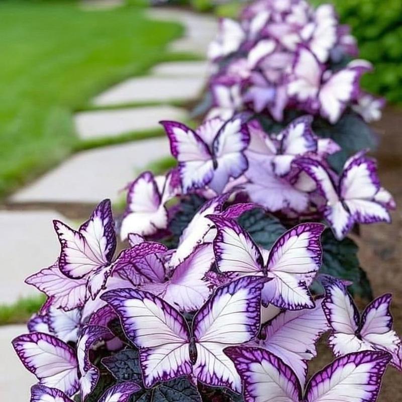 🦋 Butterfly Leaf Hosta Seeds: Add a Touch of Whimsy to Your Garden!