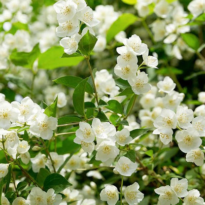 LAST DAY Promotion 49% OFF 🌸 Jasmine Seeds
