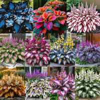 🔥 🔥 11 Mix colors (2200 Seeds) Single Color-200 Seeds & FREE SHIPPING