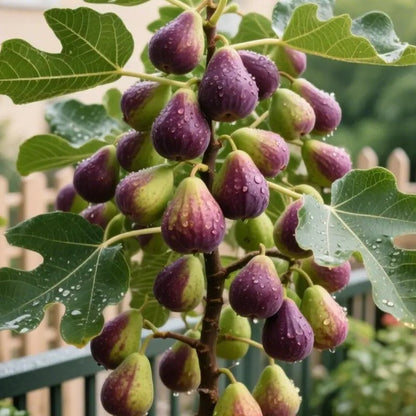 🔥Hot Sale 49% OFF🔥Mission Fig Tree Seeds