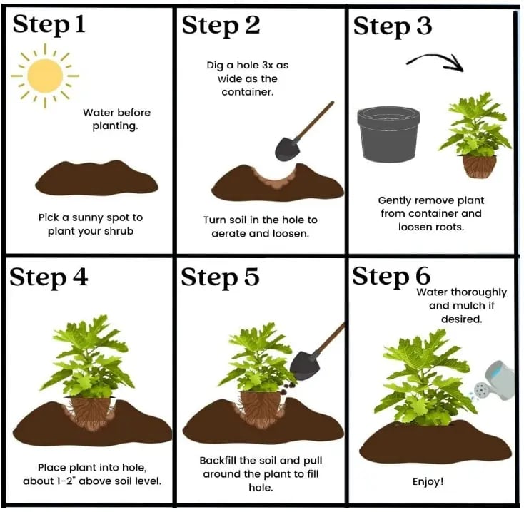 🔥Hot Sale 49% OFF🔥Mission Fig Tree Seeds