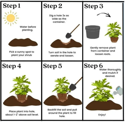 🔥Hot Sale 49% OFF🔥Mission Fig Tree Seeds