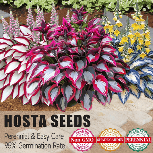 🔥Last day clearance🔥Premium Rare Hosta Seeds🌿Shade-Tolerant Plant