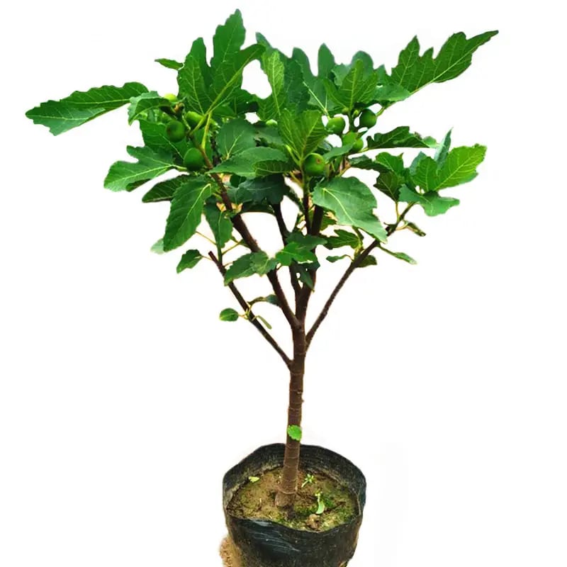 🔥Hot Sale 49% OFF🔥Mission Fig Tree Seeds