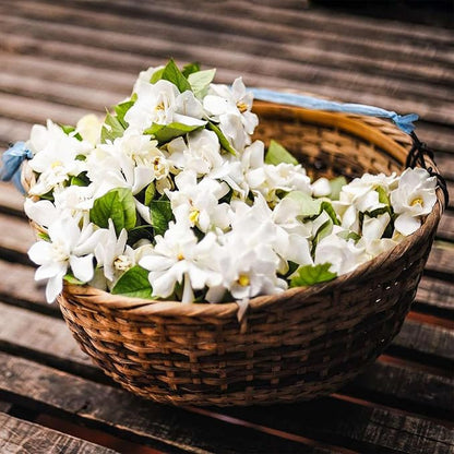 LAST DAY Promotion 49% OFF 🌸 Jasmine Seeds